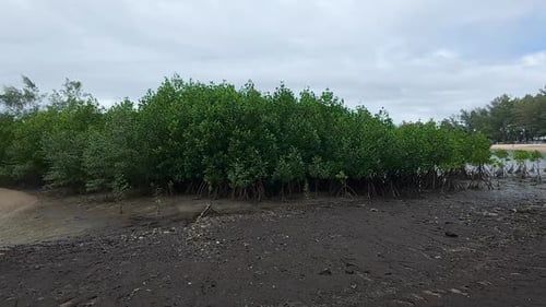 A tropical mangrove forest along a coastal shoreline