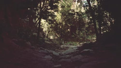 Scenic Dirt Road Surrounded By Trees and Rocks