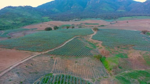 sowing and planting of agave tequila liquor mezcal maguey plant sown in jalisco Mexico landscape