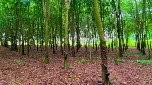 Cultivated Tropical Forest Trees in Daytime