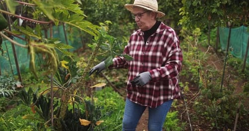 Senior Woman Taking Care of Her Vegetables in the Ecologic Garden Agriculture