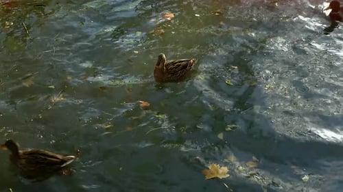 Enten schwimmen im Teich, die Sonne spiegelt sich auf der Oberfläche des Teiches
