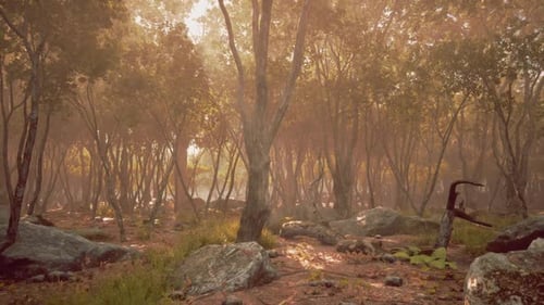 Golden Hour in a Serene Forest with Sunlight Through the Trees