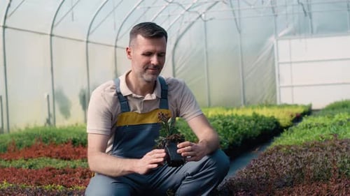 Man Inspecting Potted Plant in a Greenhouse