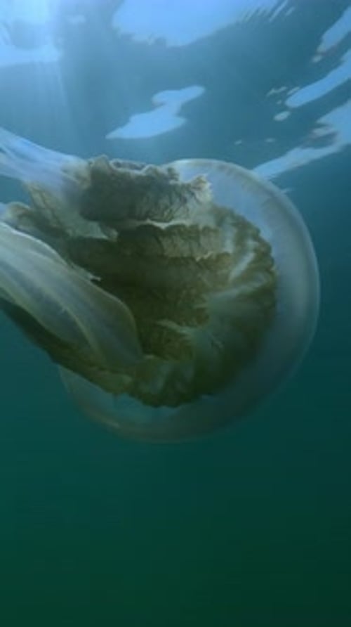 Translucent Jellyfish Floats Underwater in Ocean