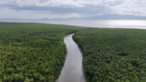 Aerial drone view of mangrove trees lining winding estuary river