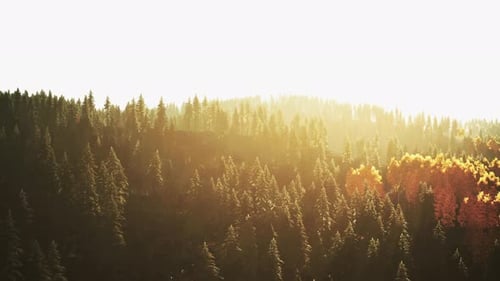 A Dense Forest with Towering Trees