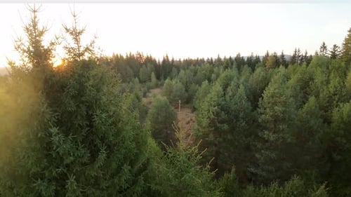 Aerial View From an FPV Drone Flying at High Speed Over Some Mountains and Green Forest Illuminated