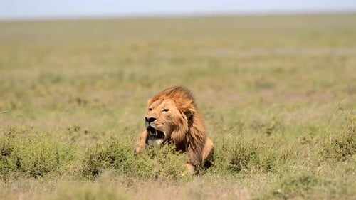 Mature Beautiful Male Lion Resting Tanzania Grassland