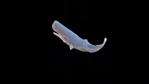 Realistic 3D Sperm Whale Swimming Animation