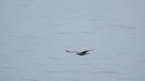 Seagull Flying Over Calm Ocean Water