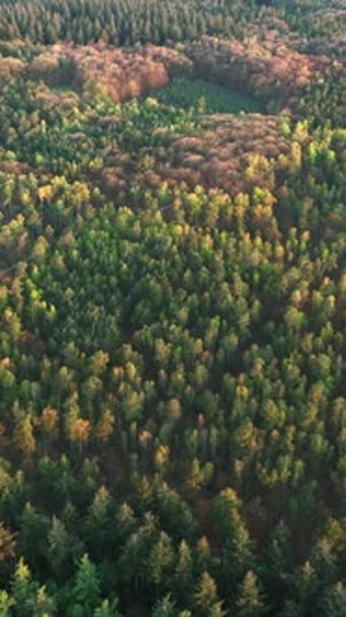 La lumière du lever du soleil met en valeur un couvert forestier varié avec des notes de brouillard