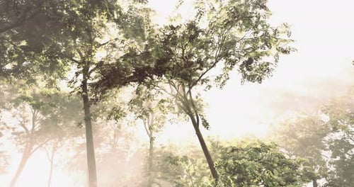 Sunlight Filtering Through Tall Trees in a Serene Forest Setting