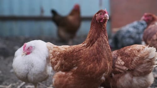 Chickens Walk in a Pen in the Village