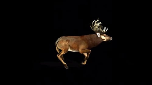 Deer Run 2