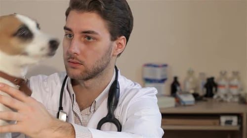 Veterinarian Giving Dog Treat at Animal Hospital