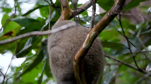A Bamboo Lemur(Hapalemur) in Andasibe Reserve, Madagascar.