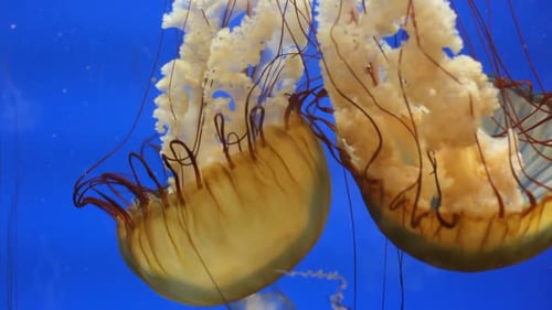 Faszinierende Unterwasserwelt, ein Kaleidoskop bunter Quallen, die im Meer treiben