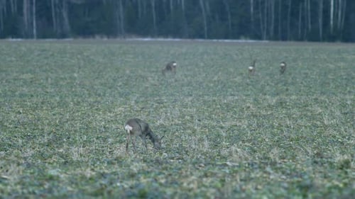 European roe deer flock eating on rape raps field in evening dusk