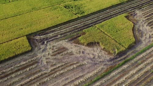 Drones fly over workers producing rice straw after harvest season in large rice fields, farmer's
