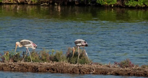 One bringing some nesting materials while the other two follow going to the left, Painted Stork Myct