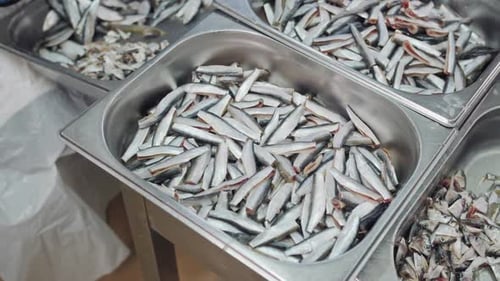 Fresh Small Fish in Stainless Steel Tray for Processing Sprat Processing