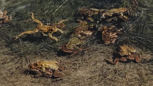 Group of Toads Gathered in Rippling Water