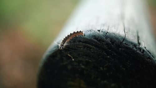 Tiny Caterpillar Crawling on Fallen Log in Forest