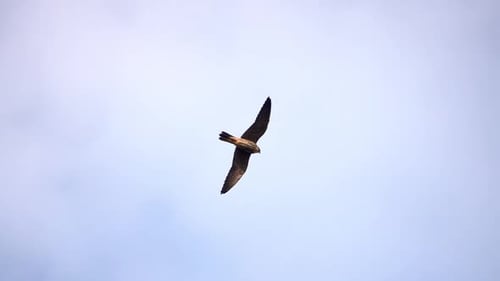 Hawk Soaring Through Blue Cloudy Sky