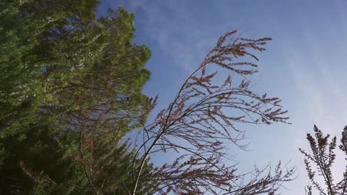Wind blowing bushes and tree branches on summer day, blue sky background