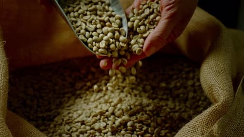 Male Hands Picking Fresh Raw Coffee Beans From a Bag at Coffee Production Concept for Making Hot
