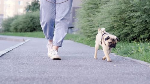 Pug Puppy Walking with Owner Cute Funny Pug Dog Runs Along the Road at Summer in Park Pug Owner