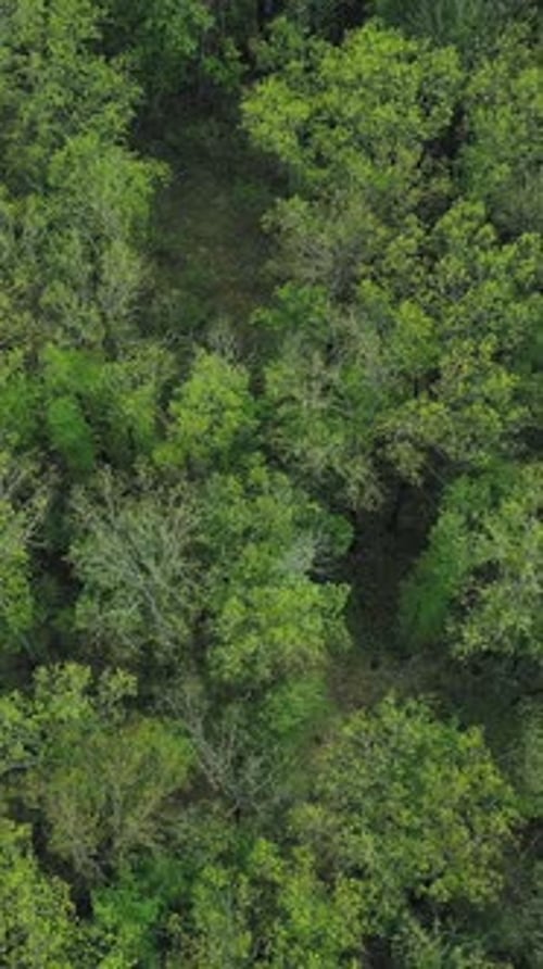 Vertical Green Environment Background Forest Trees