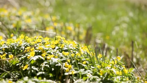 Sunlit spring meadow with vibrant yellow flowers under the dynamic shadows of a spinning windmill