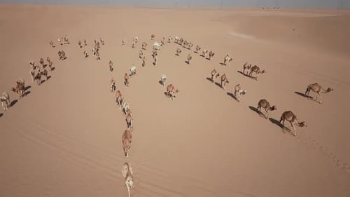 Aerial shot of a camel big heard crossing the desert