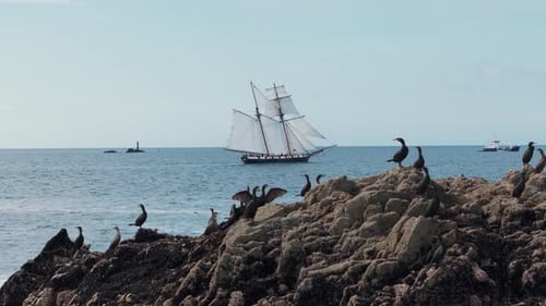 Cormoranes en las rocas costeras con velero de fondo, Bretaña, Francia