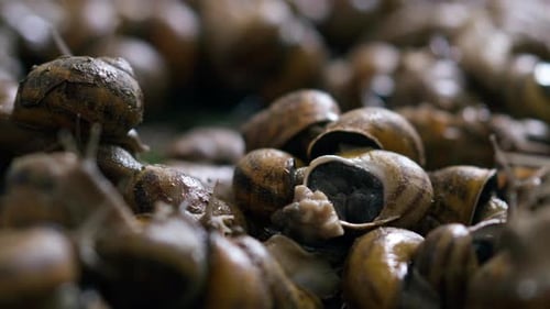 Brown Snails Moving Around on a Surface