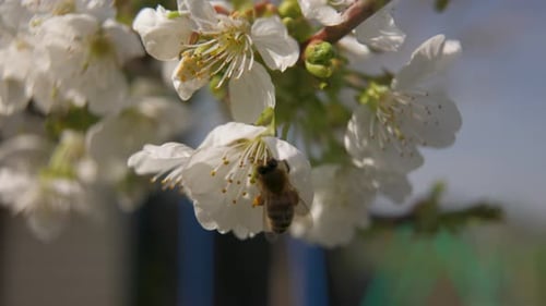 A Bee is in white cherry blossom and looking for nectar - slight slow motion