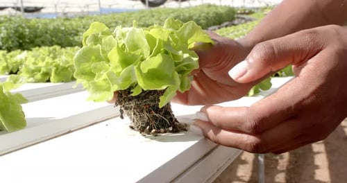 Examining roots of hydroponic lettuce, person holding plant in greenhouse farm