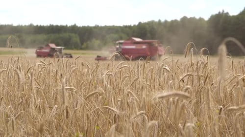 Field of Ripe Wheat in the Background Ears of Wheat Harvesters Harvest