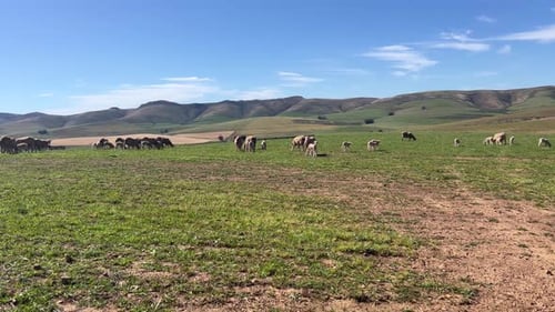 Sheep grazing in the meadow