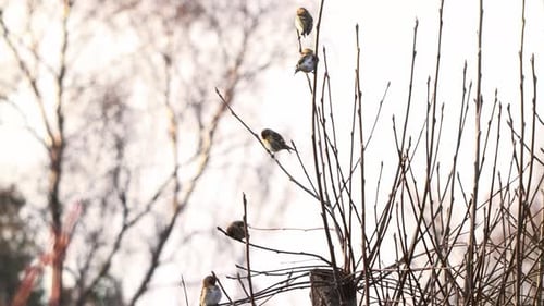 Small Birds Perched on Winter Tree Branches