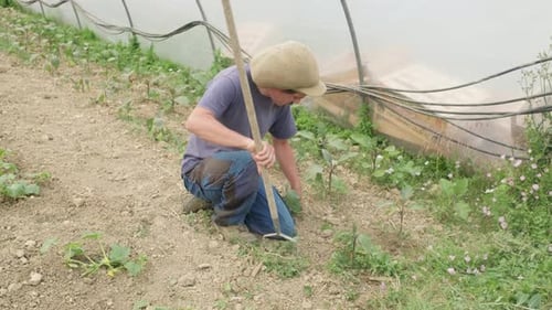 Young farmer plowed the soil inside a greenhouse with agricultural wooden tool.
Gardening maintenanc
