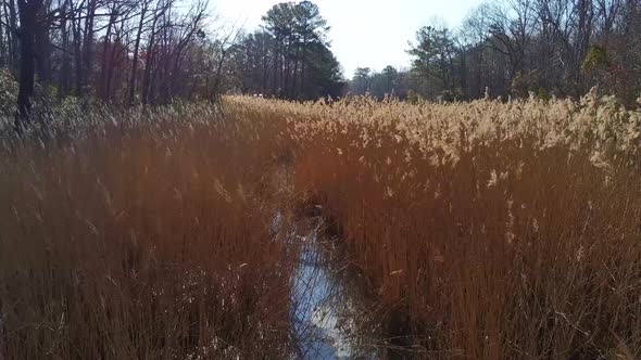 Flying a drone through a dense field of cattails only broken by the ...
