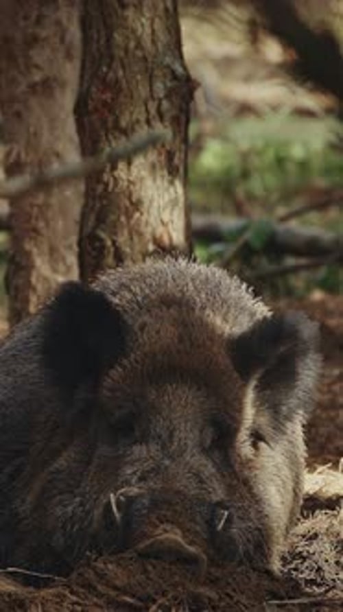 Close-Up of Wild Boar Resting in the Forest