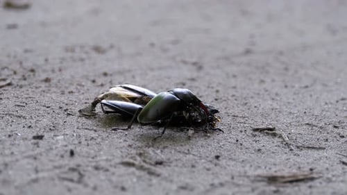 Stag Beetle Devours Another Insect