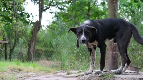 Ein alter Hund steht und schaut in die Kamera