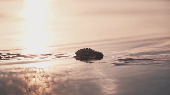 Lonely baby turtle rush towards ocean during bright sunset glow, wet ...