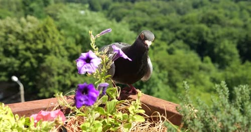 Spotted Pigeon Foraging near Purple Flowers on Balcony