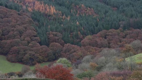 Forêt
et plantation de feuillus. Powys. Pays de Galles. ROYAUME-UNI. novembre 2021